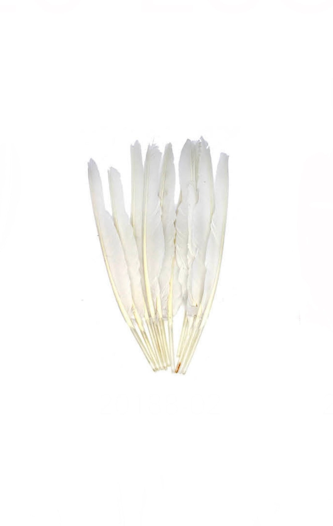 Feathers - 6 Wide Fluffy Feathers 28cm long